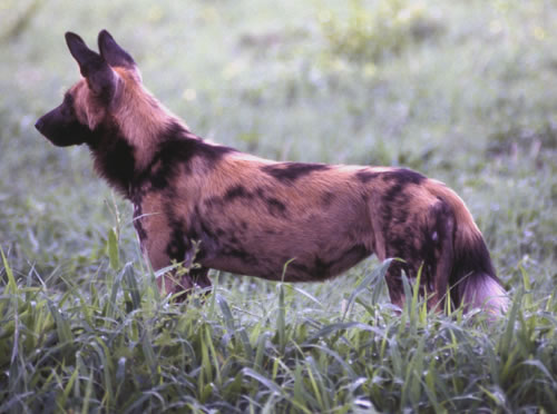 [非洲豺犬]